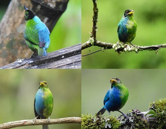 Hình ảnh của một con chim honeycreeper xanh lưỡng tính gần Manizales, Colombia, ngày 20/5/2022. Ảnh: Internet Hình ảnh của một con chim honeycreeper xanh lưỡng tính gần Manizales, Colombia, ngày 20/5/2022. Ảnh: Internet