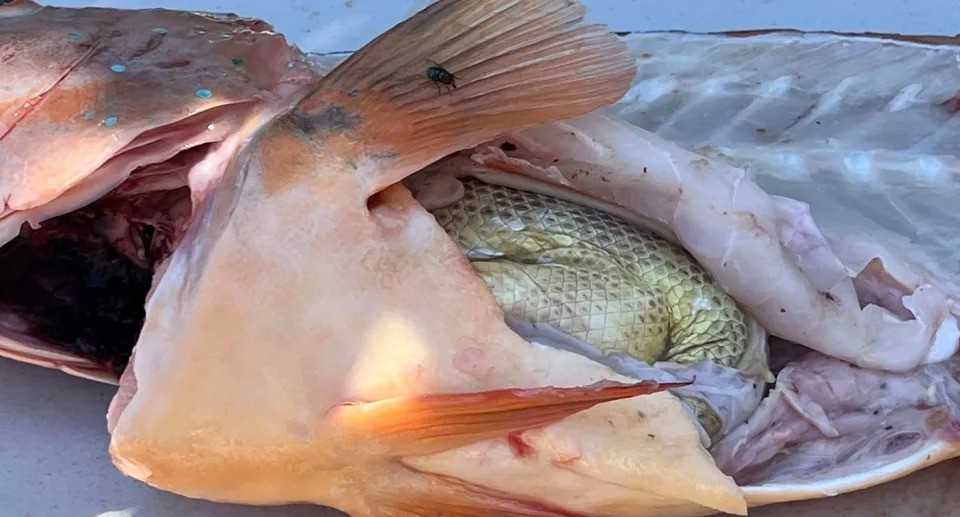 Nhà nghiên cứu biển người Úc Blanche d'Anastasi cho biết những bức ảnh này là một chiến thắng đáng chú ý của khoa học. Nguồn: Facebook