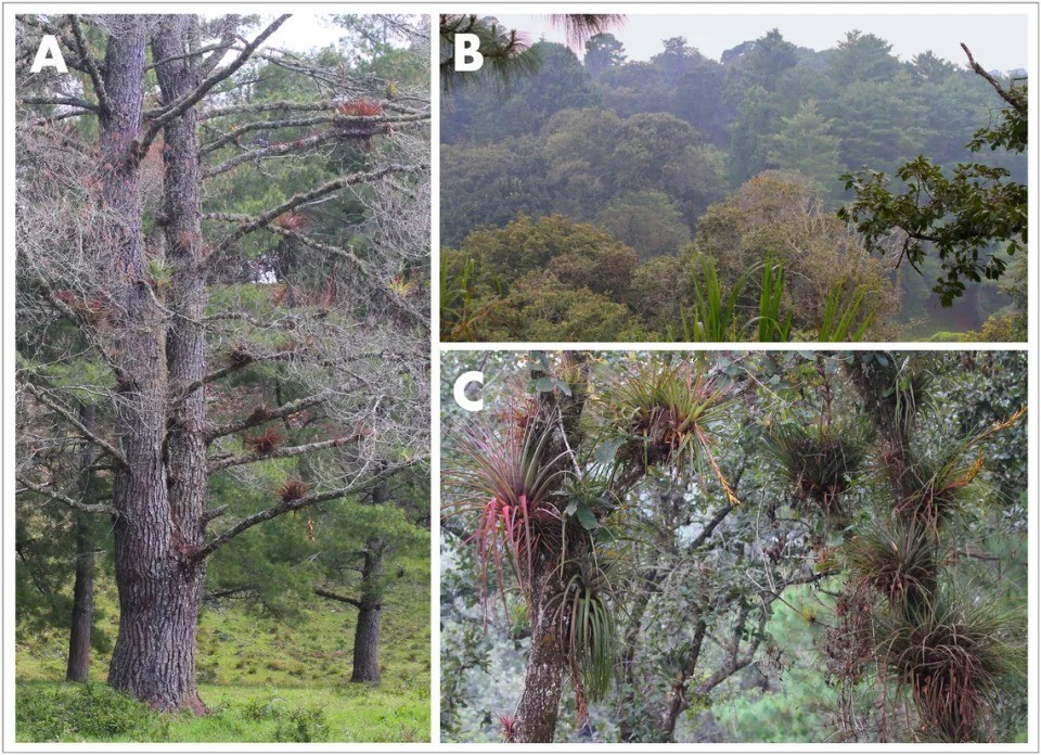 Môi trường sống của loài thằn lằn cá sấu Abronia cunemiaa hay còn gọi là thằn lằn cá sấu Coapilla. Ảnh: Internet