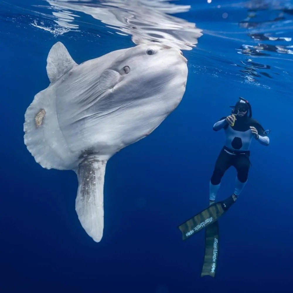 Trông con cá có hình dạng kỳ dị và to lớn nhưng đây vẫn chỉ là một con Mola mola nhỏ. Con trưởng thành có thể nặng hơn 2,2 tấn. Ảnh: Instagram