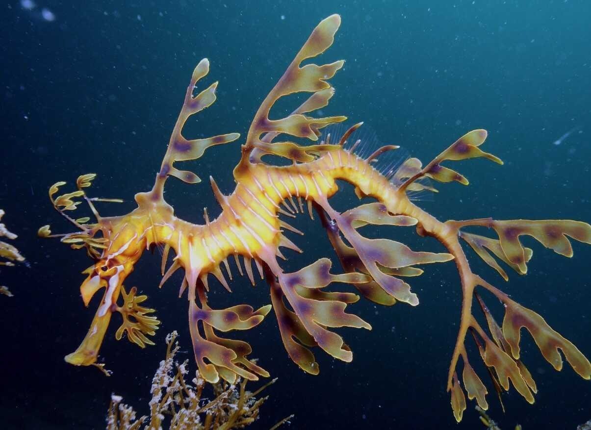 Hải long lá là một loài cá thuộc họ Pipefish, được tìm thấy dọc theo bờ biển phía nam và phía tây Australia. Chúng có những phần nhô ra giống như chiếc lá để ngụy trang. Ảnh: Getty