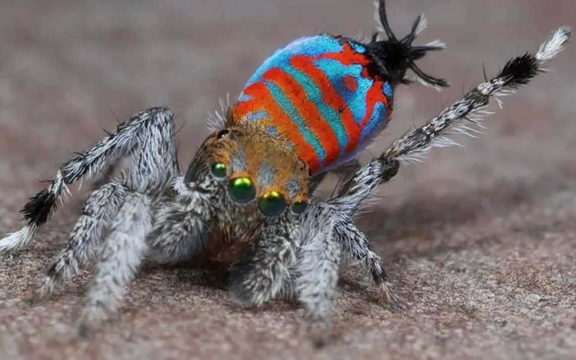 Maratus jactatus là một loài nhện thuộc chi Maratus với màu sắc tươi sáng, vũ điệu kỳ lạ và có thể nhảy múa để quyến rũ bạn tình như một con công. Chúng có kích thước cực kỳ nhỏ, dài từ 4-6mm và được chú ý nhiều nhất nhờ màn tán tỉnh ngoạn mục. Ảnh: Getty