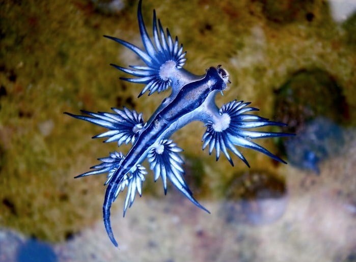Glaucus atlanticus hay còn gọi là rồng xanh hay sên biển xanh, là một loài sên biển nhỏ thuộc họ hải sâm. Chúng có màu xanh lam rực rỡ, thân dẹt và 6 chi phụ. Con vật có thể dài tới 3cm. Ảnh: Getty
