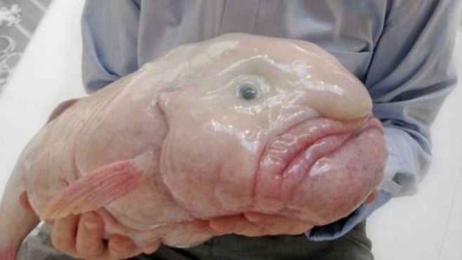 Cá giọt nước có thể nổi trên đáy biển mà không tiêu tốn năng lượng khi bơi vì cơ thể của nó chủ yếu được làm từ chất liệu sền sệt với mật độ hơi nhỏ hơn nước. Chúng sống ở vùng nước sâu ngoài khơi lục địa Australia và Tasmania, Zealand và được mệnh danh là loài cá xấu nhất thế giới. Ảnh: Getty