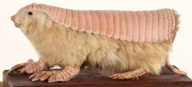 Tê tê Pink Fairy Armadillo có đôi mắt nhỏ, bộ lông màu trắng vàng mượt và lớp vỏ lưng linh hoạt, chỉ được gắn vào cơ thể bằng một màng lưng mỏng. Đây là loài tê tê nhỏ nhất được tìm thấy ở miền trung Argentina. Ảnh: Getty