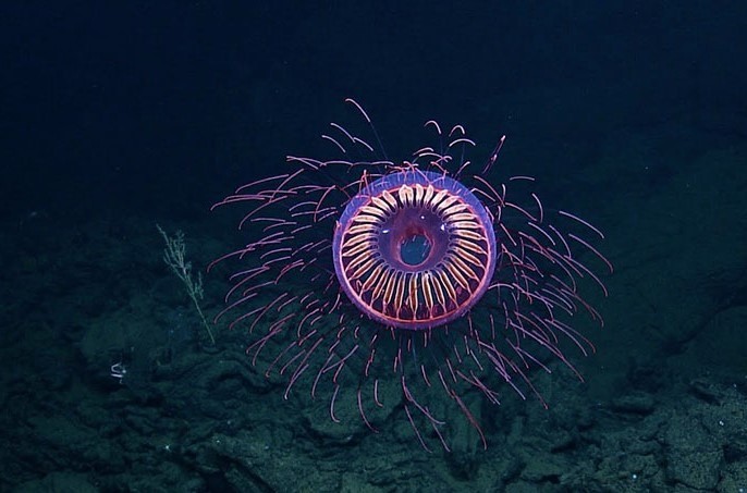 Sứa Haliterphes là một loại thủy tực biển sâu hấp dẫn, phát triển mạnh ở độ sâu từ 1.200-1.500m. Chúng có ngoại hình rực rỡ tựa pháo hoa. Ảnh: Getty