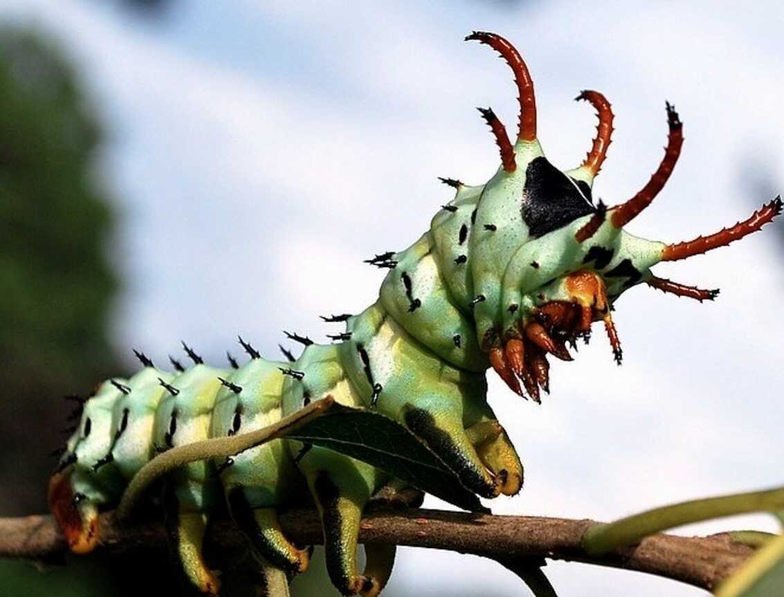 Quỷ sừng Hickory (Hickory Horned Devil) được tìm thấy trong các khu rừng rụng lá ở Mỹ. Loài ấu trùng này có ngoại hình nổi bật với thân màu xanh lục, sừng đỏ có đầu đen và gai đen. Ảnh: Getty