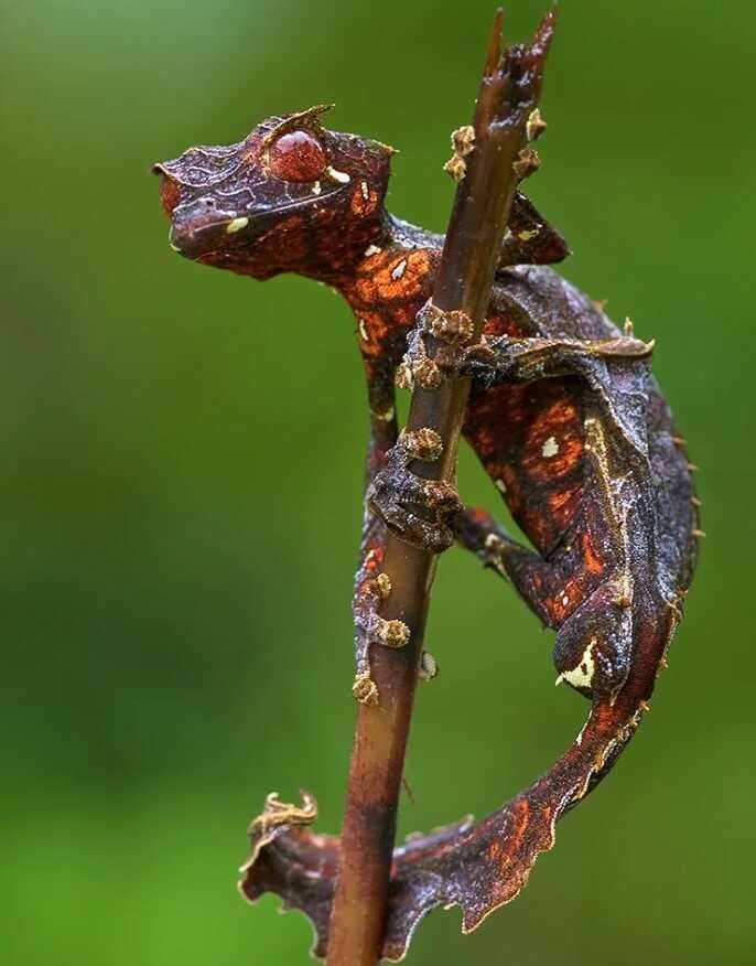 Tắc kè đuôi lá satan được tìm thấy trên đảo Madagascar với chiếc đuôi dẹt trông giống như một chiếc lá, tạo nên lớp ngụy trang độc đáo.. Ảnh: Getty