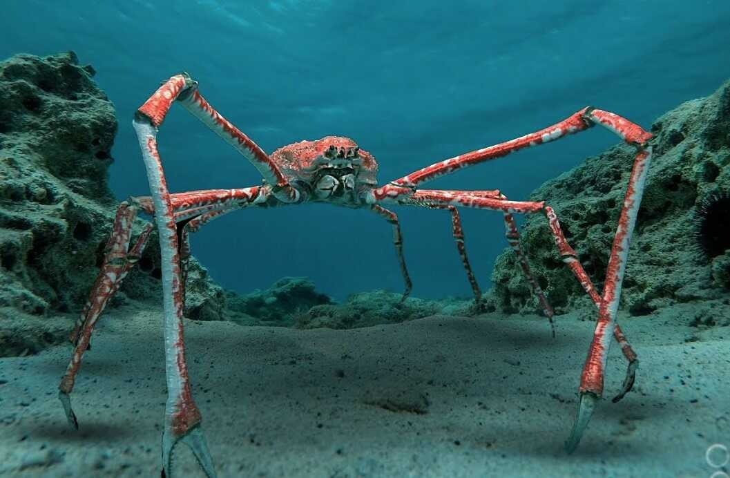 Cua nhện Nhật Bản sinh sống ở vùng biển gần Nhật Bản, nó giữ danh hiệu ấn tượng là có sải chân lớn nhất trong số tất cả các loài động vật chân đốt. Sải chân của loài này lên tới 5,5m. Ảnh: Getty 