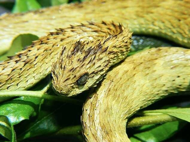 Rắn vảy gai Atheris Hispida có nguồn gốc từ Trung Phi. Nó thường được gọi là 'rắn lục bụi rậm có vảy thô' hoặc 'rắn lục bụi rậm có gai' do vảy lưng có hình lồi đặc biệt. Ảnh: Getty