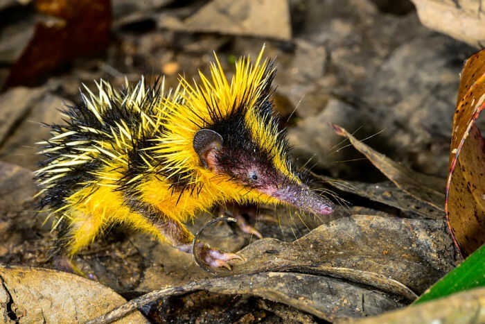 Nhím sọc vằn Lowland Streaked Tenrec có vẻ ngoài độc đáo với bộ lông màu nâu sẫm đến đen và các dải hoặc vệt màu vàng hoặc trắng đặc biệt chạy dọc cơ thể. Loài động vật có vú này được tìm thấy ở các khu rừng nhiệt đới phía đông Madagascar. Ảnh: Getty