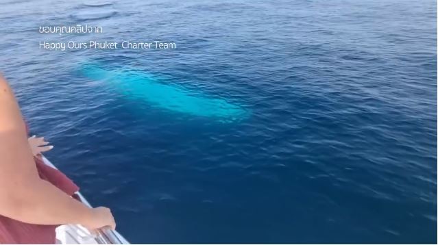Sinh vật có màu trắng hoàn toàn được du khách phát hiện ngoài khơi Phuket, Thái Lan trong đêm giao thừa. Ảnh cắt từ clip Sinh vật có màu trắng hoàn toàn được du khách phát hiện ngoài khơi Phuket, Thái Lan trong đêm giao thừa. Ảnh cắt từ clip