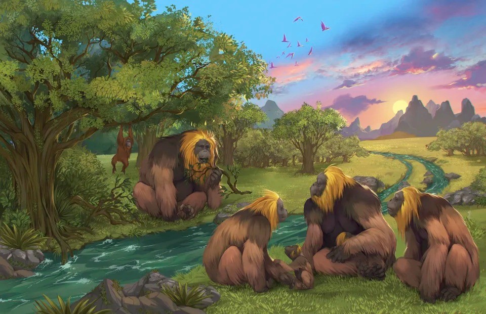 Hình minh họa này do các nhà nghiên cứu cung cấp mô tả Gigantopithecus blacki trong một khu rừng ở vùng Quảng Tây, miền nam Trung Quốc. Ảnh: AP