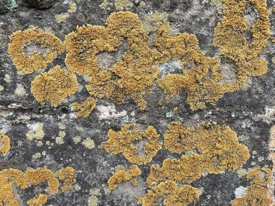 Được biết đến như một lớp vỏ sinh học hay “da sống”, lớp rêu mỏng, địa y và các vi sinh vật khác bao phủ Vạn Lý Trường Thành của Trung Quốc đã được chứng minh là không thể thiếu trong việc giữ cho nó được bảo tồn tốt trong 400-700 năm qua. Ảnh: Internet