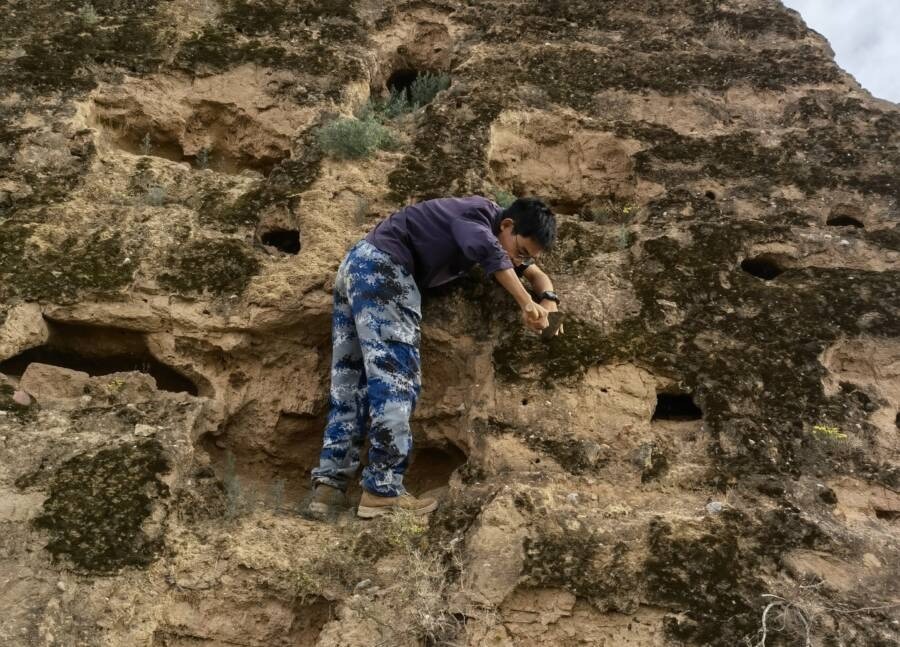 “Làn da sống” này đã được chứng minh hiệu quả đến mức các nhà khoa học hiện đang hy vọng nhân giống nó nhiều hơn nữa để bảo vệ bức tường khỏi bị phân hủy thêm. Ảnh: Internet