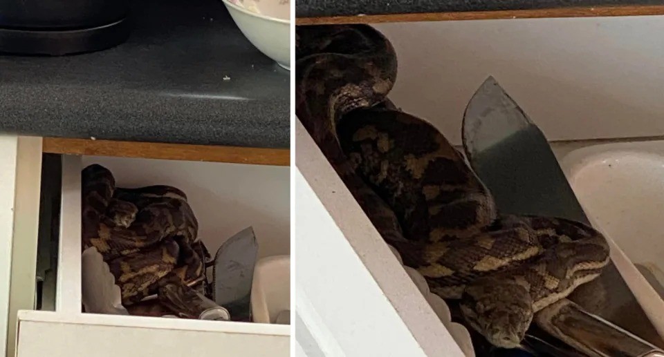 Người đàn ông Queensland phát hiện con trăn ở phía sau ngăn đựng dao kéo trước khi lao ra khỏi nhà như tên bắn. Ảnh: Facebook