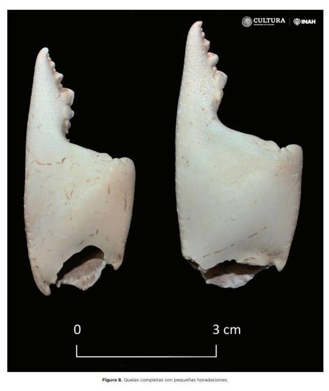 Bức ảnh cận cảnh cho thấy một số càng cua được tìm thấy trong cung điện. Ảnh: Internet