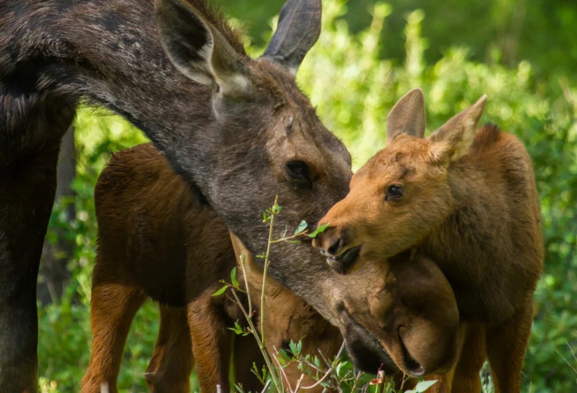 Nai sừng tấm chuyển sang 'chế độ gấu mẹ' khi các con bị đe dọa. Ảnh minh họa: Internet