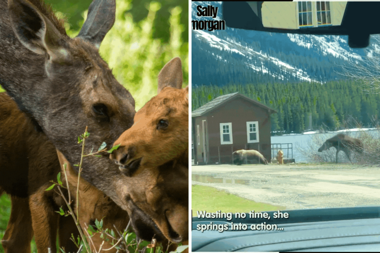 Rình rập nai con, gấu xám bị nai sừng tấm mẹ rượt 'chạy rẽ đất', cảnh tượng xem thót tim