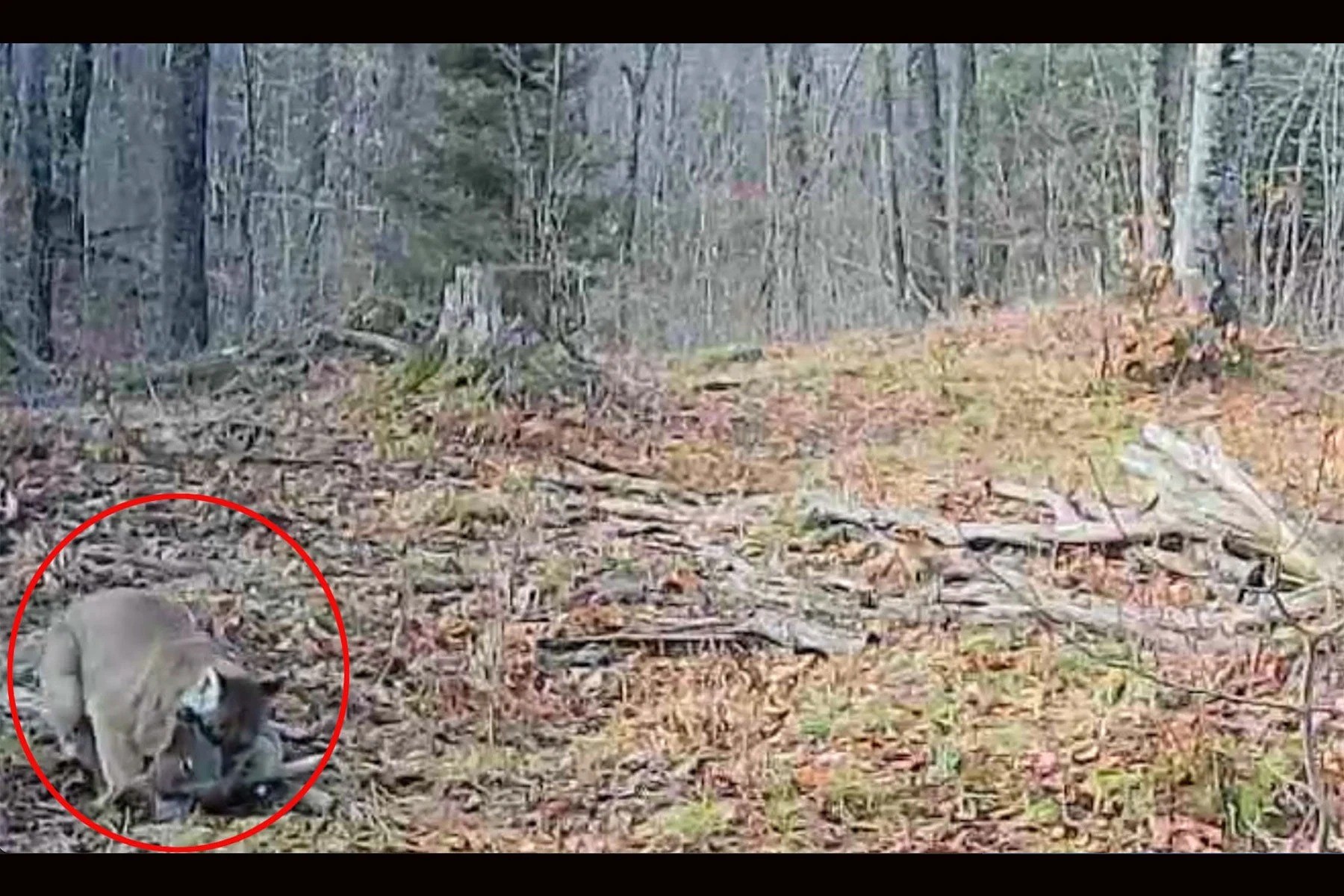 Người ta nhìn thấy con sư tử đang ghì chặt rồi kéo con hươu đi trong 2 đoạn clip dài 10s. Ảnh cắt từ clip