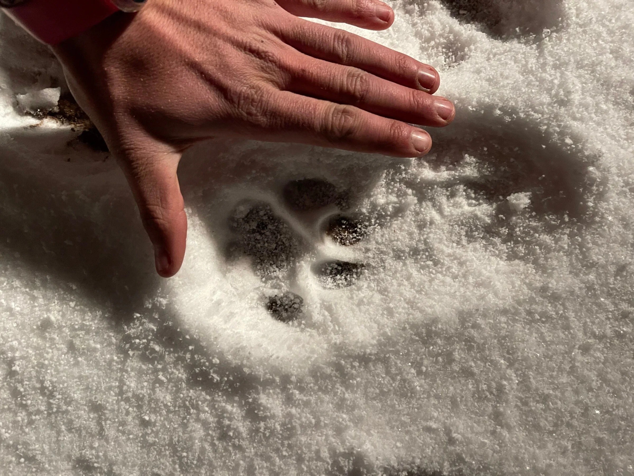 Schaefer cho biết ban đầu anh tin rằng những dấu vết từ năm 2021 này là do một con linh miêu lớn để lại. Ảnh: Facebook