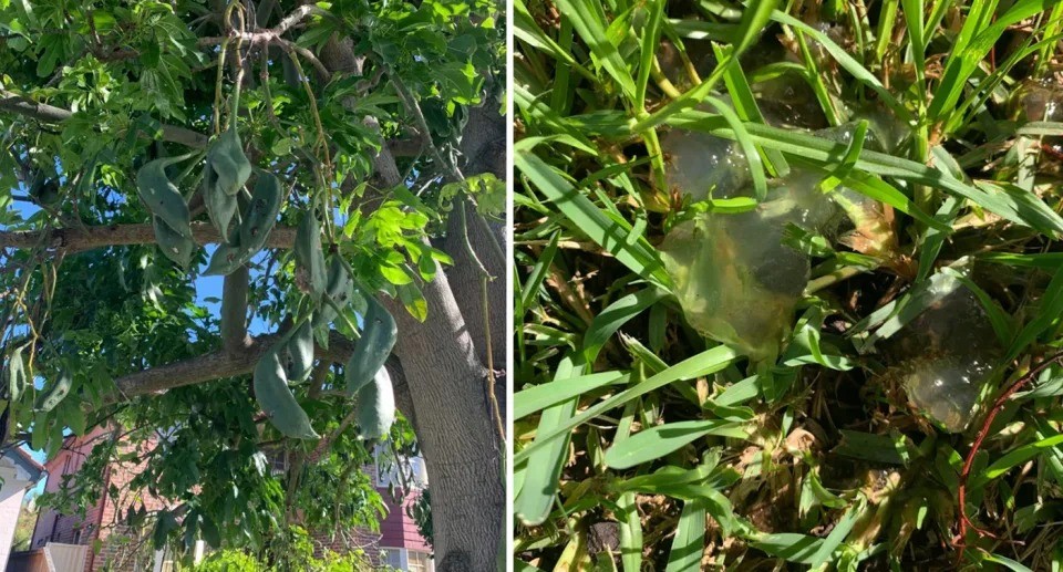 Một người dân Sydney bối rối sau khi 'sứa' bắt đầu rơi khỏi cây của họ. Ảnh: Reddit