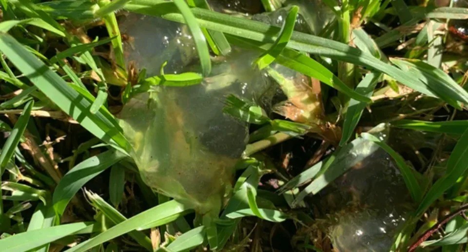 Mặc dù trông có vẻ kỳ lạ nhưng chất giống như thạch này thực sự phục vụ một mục đích quan trọng. Ảnh: Reddit