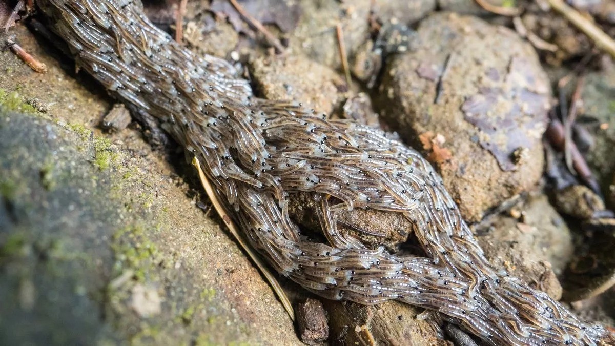 Hàng nghìn ấu trùng tập hợp lại với nhau trước khi trườn xung quanh như một sinh vật dài giống rắn. Ảnh: Internet