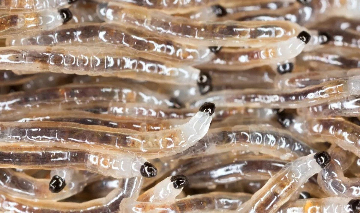 Giờ đây các nhà khoa học đã xác định những ấu trùng này là con của một loài ruồi ăn nấm. Ảnh: Internet