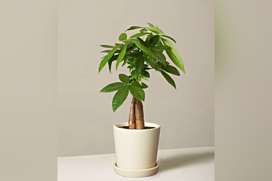 6 loài hoa “thích uống giấm”, 2 tuần một lần lá xanh tươi, hoa nhiều, càng tưới càng đẹp - Ảnh 2