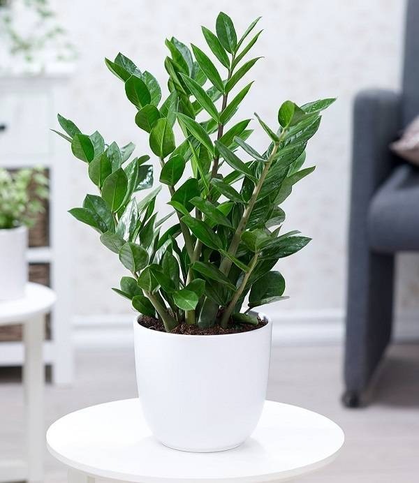 6 loài hoa “thích uống giấm”, 2 tuần một lần lá xanh tươi, hoa nhiều, càng tưới càng đẹp - Ảnh 3