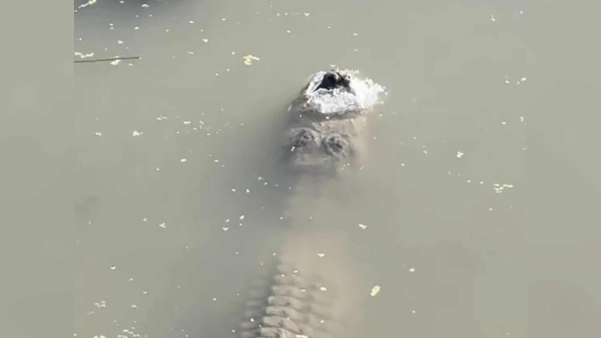 Con cá sấu chìm dưới ao đóng băng, chỉ lộ phần mũi ra ngoài để thở. Ảnh: Internet