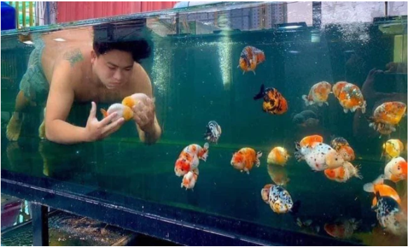 Ông chồng nhảy hẳn vào bể cá để chơi đùa Ông chồng nhảy hẳn vào bể cá để chơi đùa