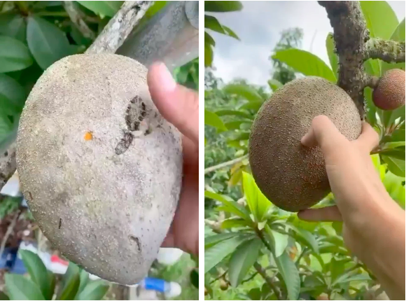 Khoe thu hoạch hồng xiêm 'siêu to khổng lồ', cô gái khiến netizen trầm trồ khi thấy ruột bên trong - Ảnh 1 Khoe thu hoạch hồng xiêm 'siêu to khổng lồ', cô gái khiến netizen trầm trồ khi thấy ruột bên trong - Ảnh 1