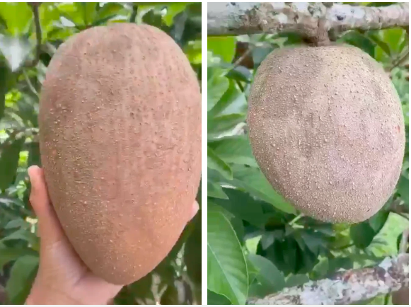 Những quả hồng xiêm có kích thước siêu to khổng lồ khiến dân mạng kinh ngạc Những quả hồng xiêm có kích thước siêu to khổng lồ khiến dân mạng kinh ngạc