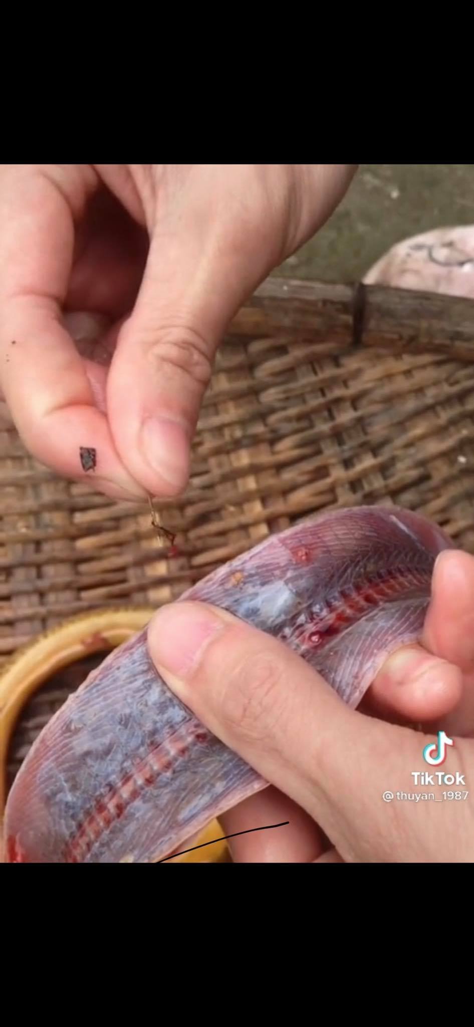Rợn người sán ký sinh trong lươn. Ảnh Tiktok
