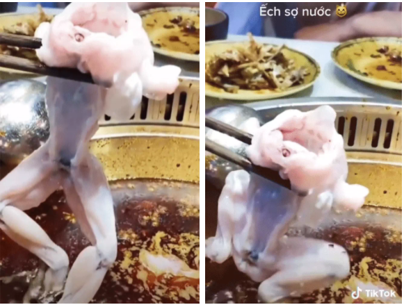 Con ếch co chân lên như sợ nóng. Ảnh Tiktok Con ếch co chân lên như sợ nóng. Ảnh Tiktok