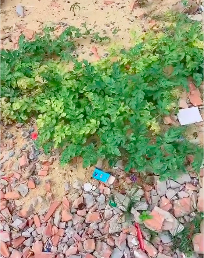 Cây dưa hấu mọc dại khiến cô gái ngạc nhiên vì trông tươi tốt quá