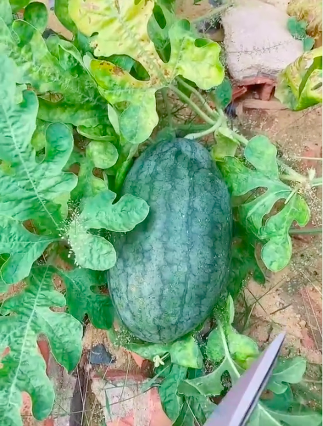 Ăn dưa vứt hạt rồi chờ mọc thành cây, cô gái 'câm nín' khi nhìn vào thành quả - Ảnh 1