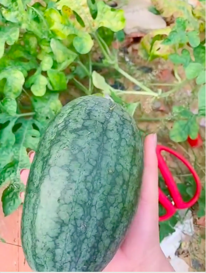 Quả dưa hấu to hơn lòng bàn tay