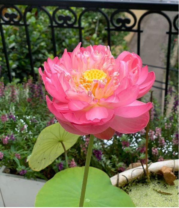 Cuộc sống bình dị phía sau ánh hào quang của hoa hậu Nguyễn Thị Huyền - Ảnh 2 Cuộc sống bình dị phía sau ánh hào quang của hoa hậu Nguyễn Thị Huyền - Ảnh 2