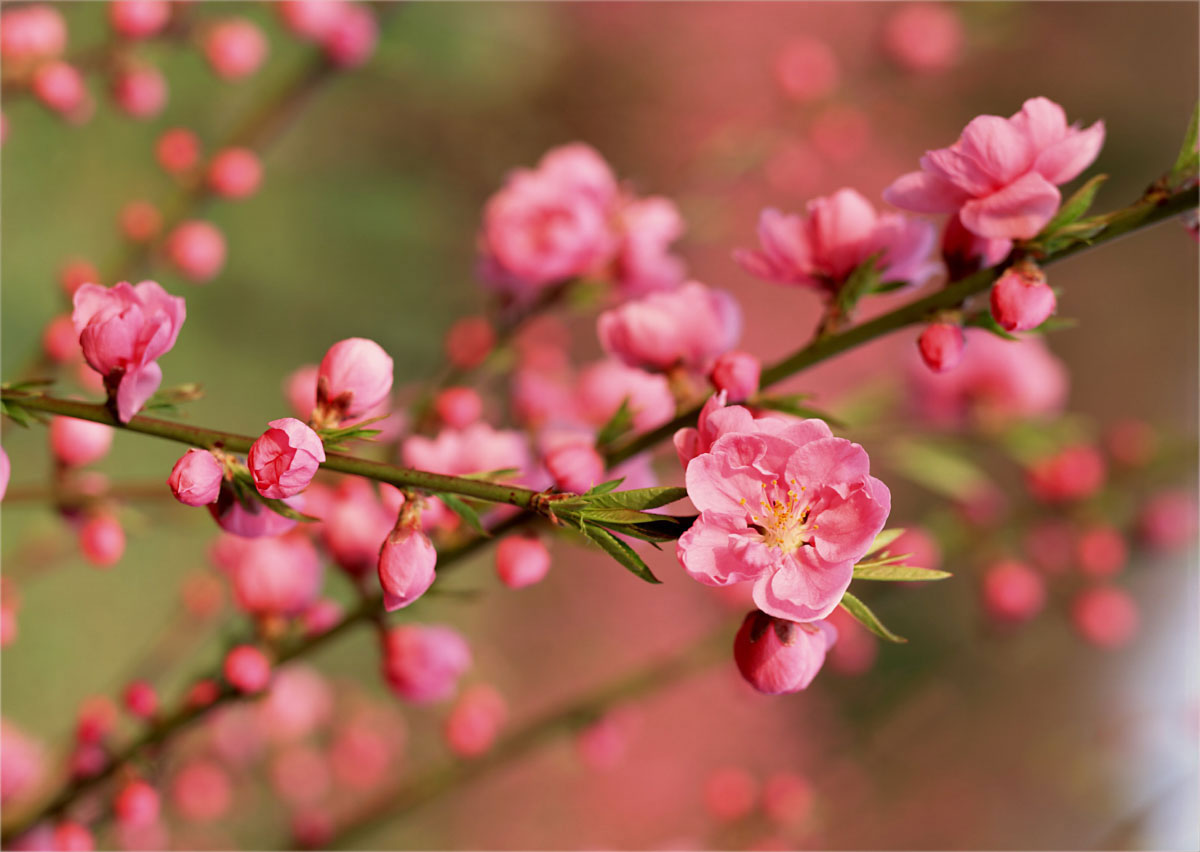 Nhiều chuyên gia đề xuất nghỉ Tết Nguyên đán 2023 sớm hơn so với mọi năm. Ảnh: Internet