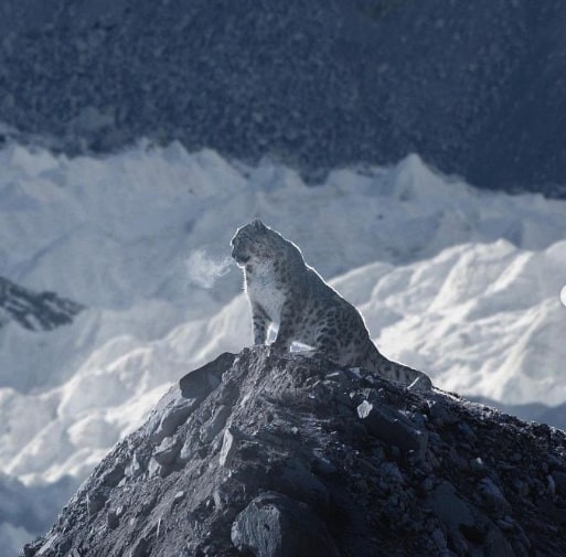 Nữ NAG đi bộ 165km ở Nepal chỉ để săn ảnh của loài động vật quý hiếm này! - Ảnh 2