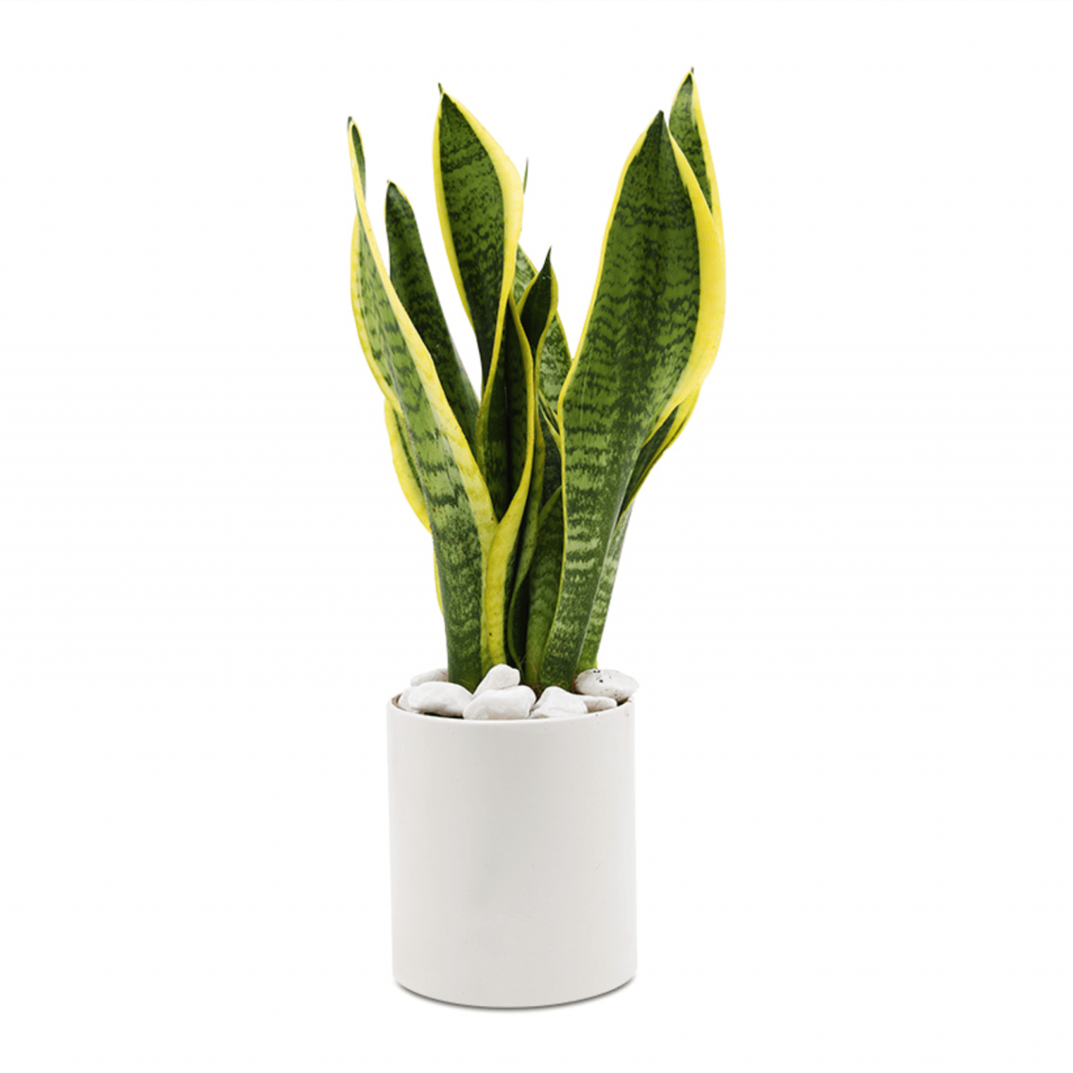 Chuyên gia phong thủy chỉ ra nguyên tắc đặt cây trong phòng ngủ để tránh vận xui  - Ảnh 2