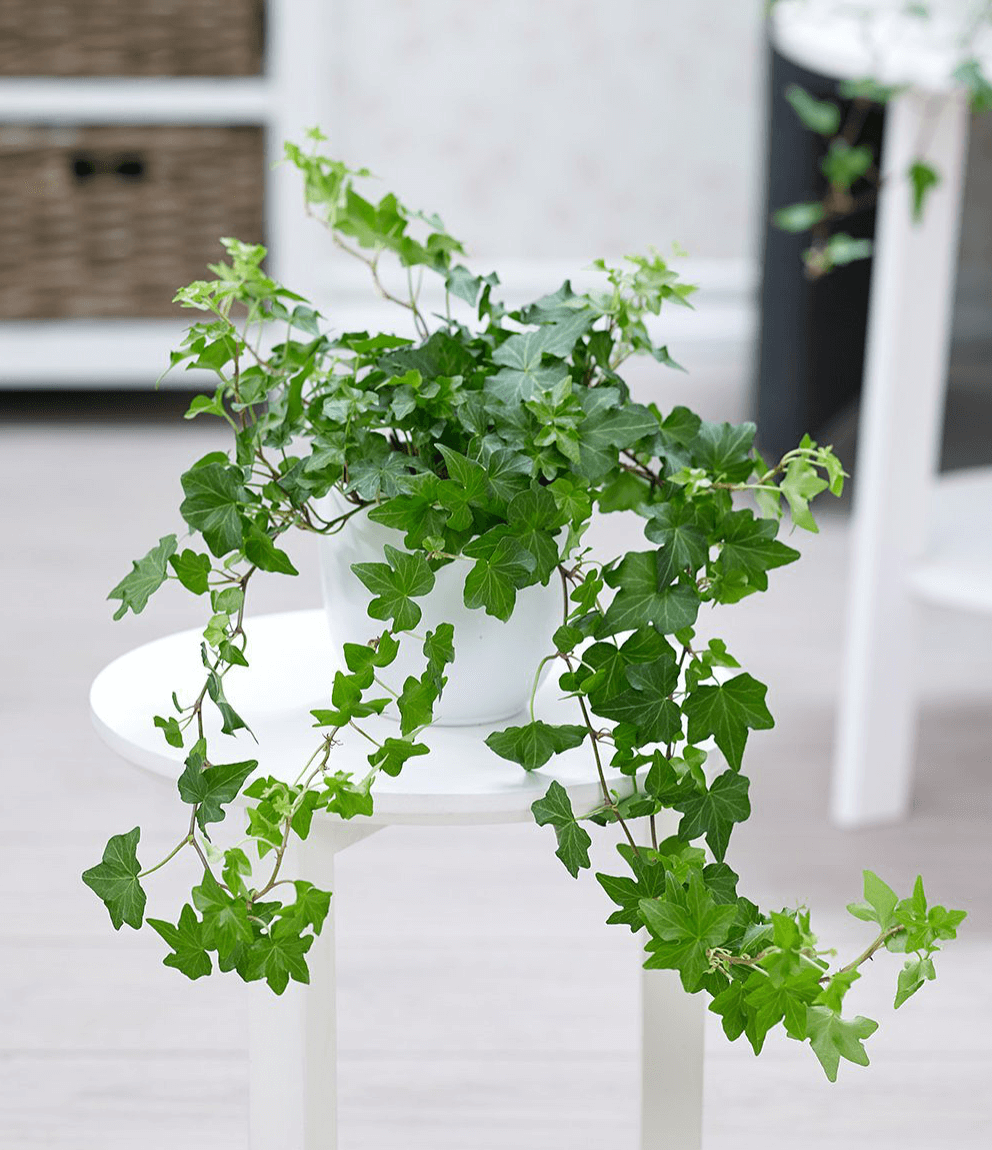 Chuyên gia phong thủy chỉ ra nguyên tắc đặt cây trong phòng ngủ để tránh vận xui  - Ảnh 3