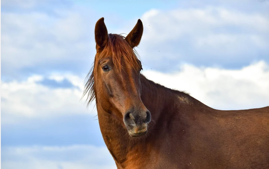 Tài vận của những con giáp tuổi Ngọ sẽ tăng lên nhanh chóng trong thời gian tới. Ảnh: Internet