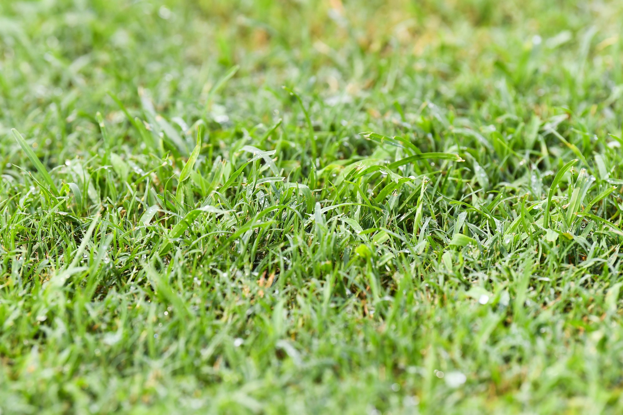 Mặt cỏ sân Thiên Trường thuộc top tốt nhất ở V.League.