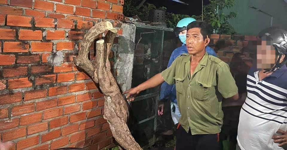 Một đối tượng cưa trộm gốc hoa giấy bị bắt. Ảnh: Internet Một đối tượng cưa trộm gốc hoa giấy bị bắt. Ảnh: Internet