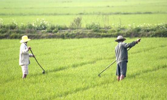 Đàn ông trong làng chăm chỉ công việc đồng áng. Ảnh: Internet Đàn ông trong làng chăm chỉ công việc đồng áng. Ảnh: Internet