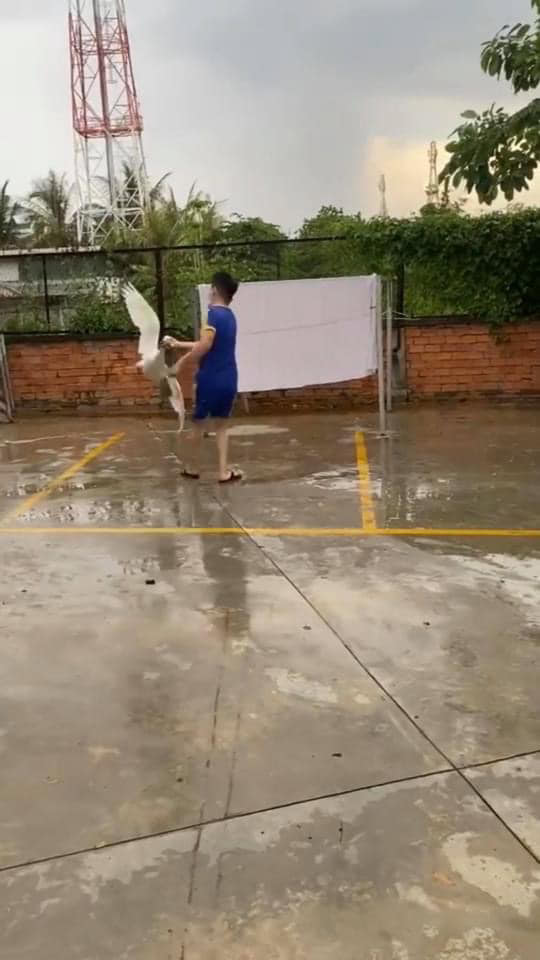 Sau đó xoay con ngỗng một vòng trên không trung trước khi ném chúng về phía xa Sau đó xoay con ngỗng một vòng trên không trung trước khi ném chúng về phía xa